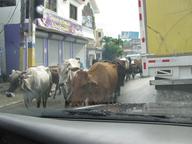 Cattle drive thru town